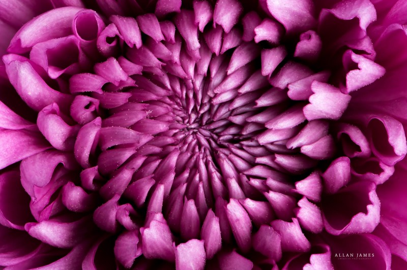 Macro-photographer-Allan-James
