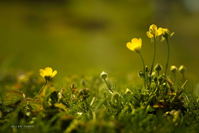 Macro-photographer-bridgend