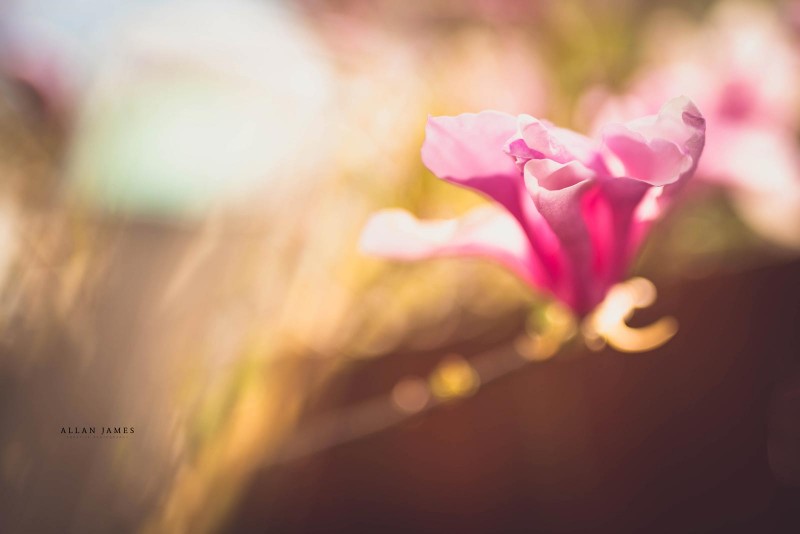 Macro-photography-Bridgend-photographer
