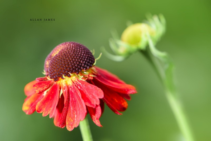 Macro-photography-South-Wales-Allan-James