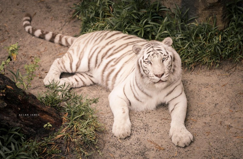 NAture-Photographer-Bridgend-Cardiff-Tiger
