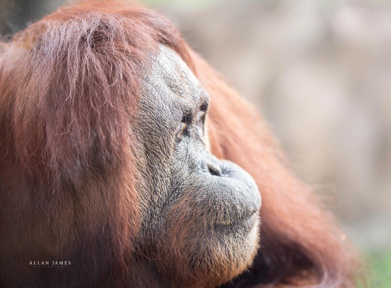 Nature-Photographer-Gorilla-Bridgend-Cardiff
