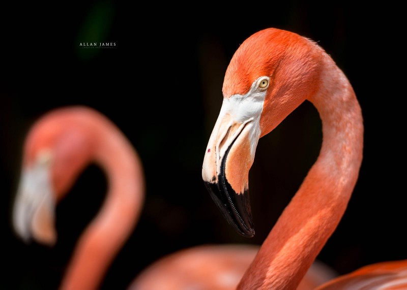 Nature-Photographer-Pink-Flamingo-Cardiff-Swansea-Bridgend