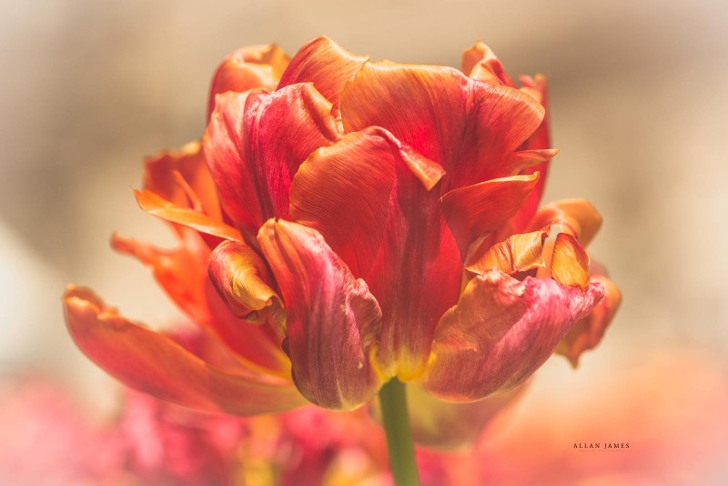 Tulip-Macro-photographer-Cardiff